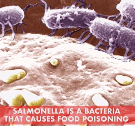 Salmonella là gì?