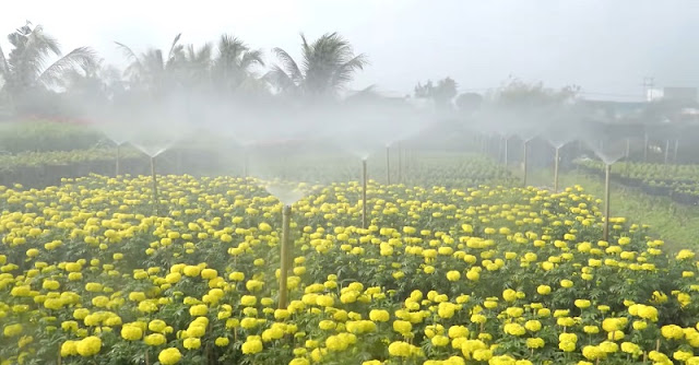 more than 2000 households majoring in SaDec flower village farming