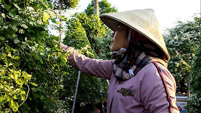 Chị Dung tạo dáng cây tam tài